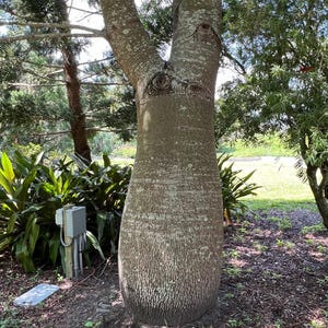 Queensland Bottle Tree  Brachychiton rupetris  10 Seeds