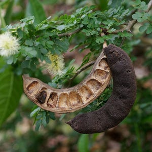 Texas Ebony 10 Seeds  Pithecellobium flexicaule