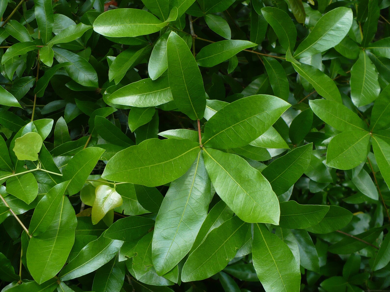 Laurel Oak Quercus laurifolia Organic 10 Seeds Free  Etsy