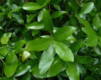 Laurel Oak Quercus laurifolia 20 Semillas USA Company