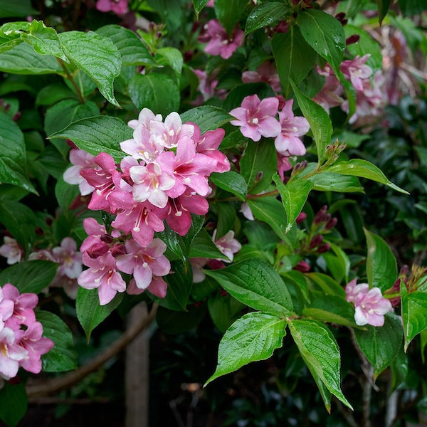 Weigelia  Flowering Shrub  Weigela florida  100 Seeds  USA Company