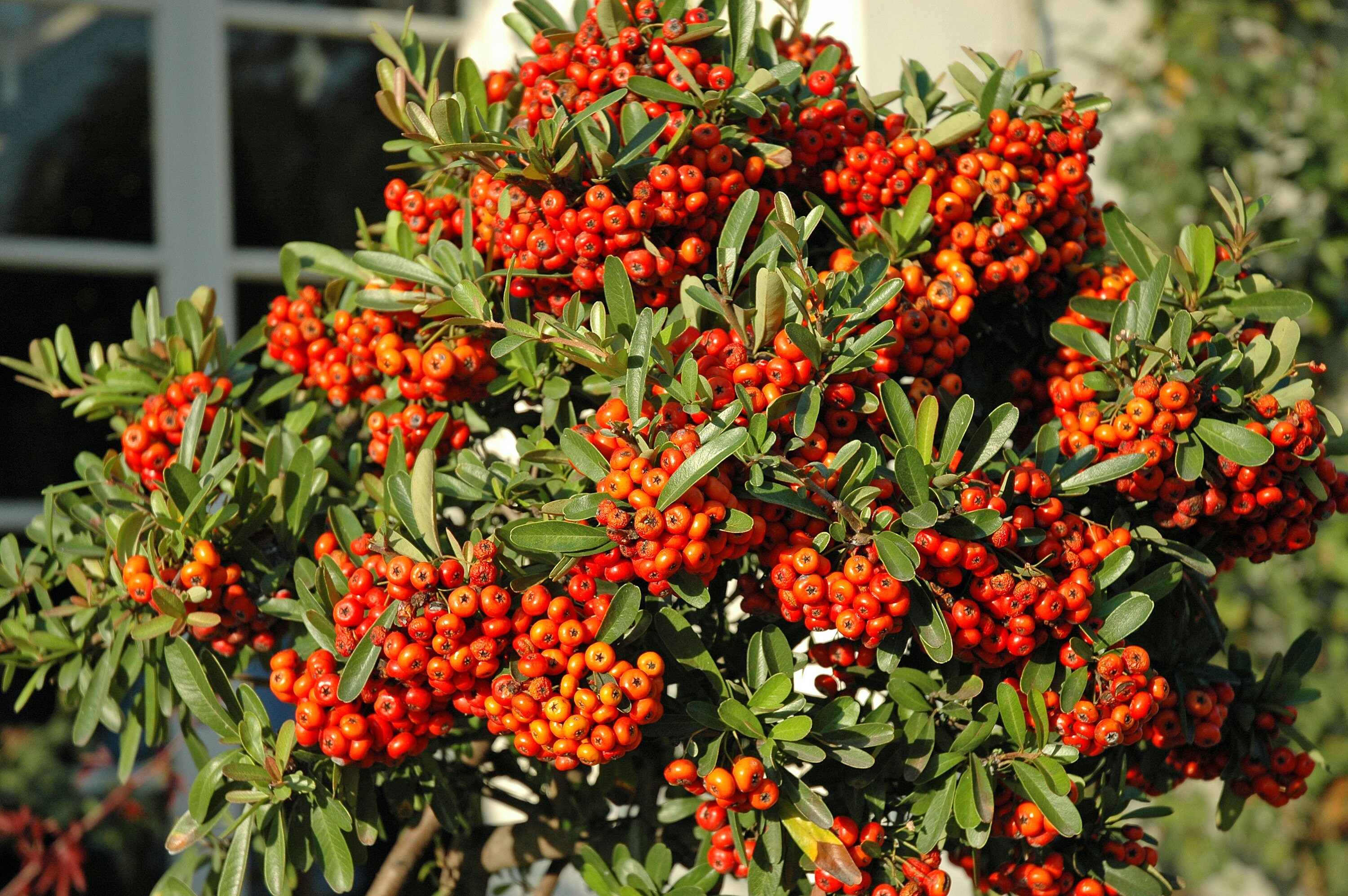 Scarlet Firethorn Pyracantha coccinea 10 Seeds Free US | Etsy
