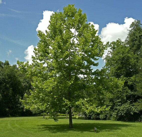 Platanus occidentalis 100 seeds American Plane American Sycamore Platanus occidentalis 100 seeds American Plane American Sycamore