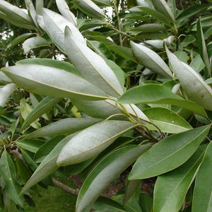 Sweetbay Magnolia Magnolia virginiana 100 Seeds USA Company image 5