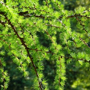 European Larch Larix decidua 500 Seeds USA Company image 4