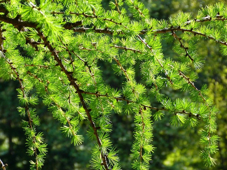 European Larch Larix decidua 500 Seeds USA Company image 4