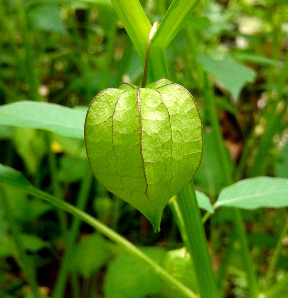 Cutleaf Ground Cherry Physalis angulata Organic 30 Seeds Free US Shipping Cutleaf Ground Cherry Physalis angulata Organic 30 Seeds Free US Shipping