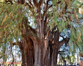 Montezuma Cypress   Taxodium mucronatum   500 Seeds  USA Company