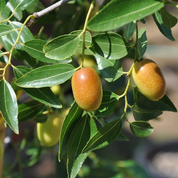 Jujube Datte chinoise Ziziphus Jujuba 10 Seeds USA Company