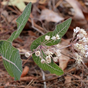 Sandhill Milkweed   Asclepias humistrata   10 Seeds  USA Company