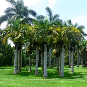 Spindle Palm Hyophorbe verschaffeltii 20 Seeds USA Company image 5