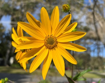 Swamp Sunflower    Helianthus angustifolius   20 Seeds  USA Company