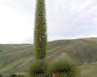 Queen of the Andes  Puya raimondii  10 Seeds  USA Company