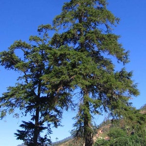 Himalayan Cypress Cupressus torulosa 200 Seeds USA Company image 1