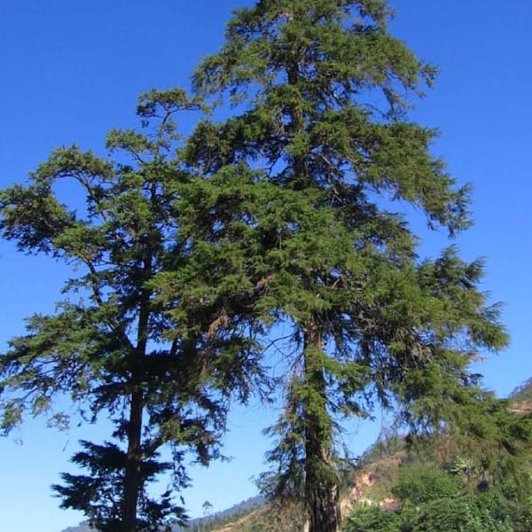 Himalayan Cypress   Cupressus torulosa   200 Seeds  USA Company