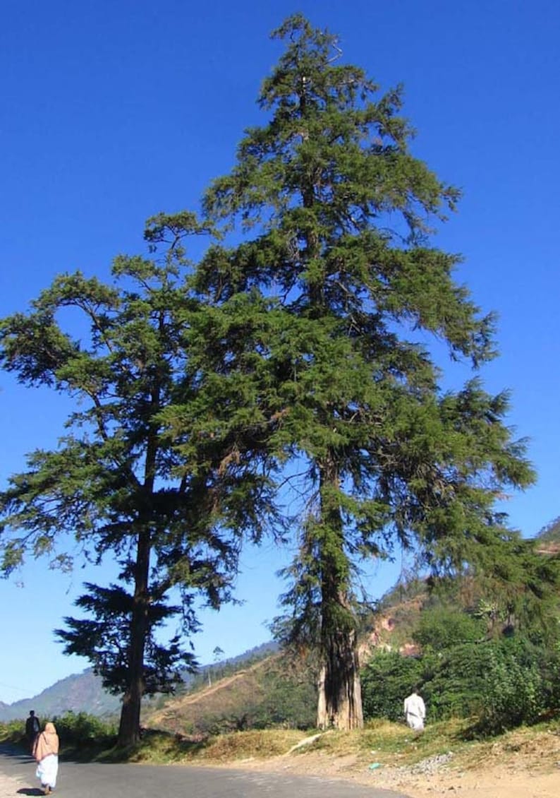 Himalayan Cypress Cupressus torulosa 200 Seeds USA Company image 1