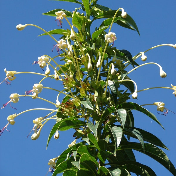 Tube Flower   Clerodendrum indicum  20 Seeds  USA Company