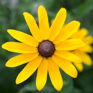 Black-Eyed Susan   Rudbeckia hirta   100 Seeds