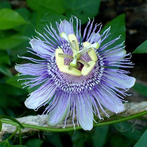 Wild Passion Flower  Purple Passion Flower  Passiflora incarnata  20 Seeds  USA Company