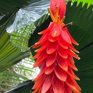 Red Banana  Musa haekkinenii  20 Seeds  USA Company