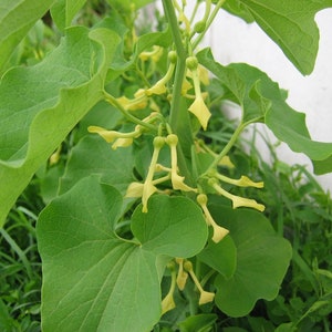 Birthwort  30 Seeds  Aristolochia clematitis