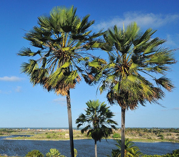 Carnauba Wax Palm Copernicia cerifera 10 Seeds (Envío Gratis US)