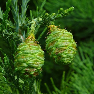 Giant Sequoia Redwood Sequoiadendron Giganteum 50 Seeds USA Company image 5