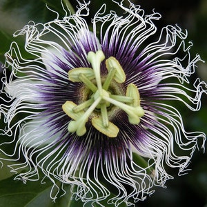 Passion Fruit Purple Granadilla Passiflora edulis 100 Seeds USA Company image 2