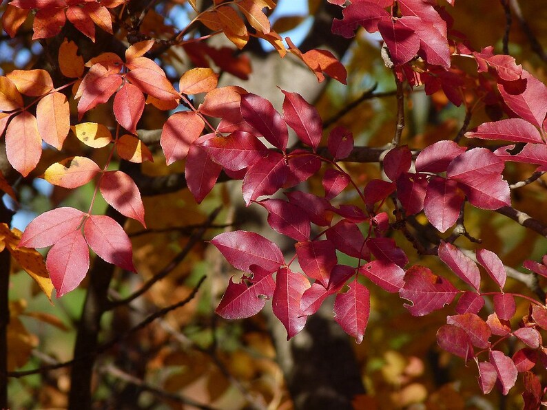 Flowering Ash Fraxinus ornus 20 Seeds USA Company image 6