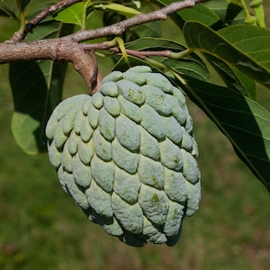 Sweetsop  Sugar Apple  Annona squamosa  100 Seeds