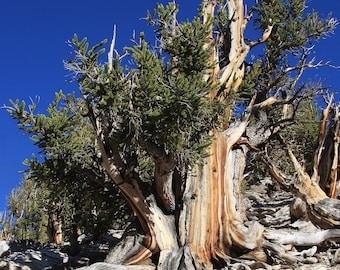 Great Basin Bristlecone Pine    Pinus longaeva   10 Seeds  USA Company