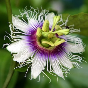 Passion Fruit   Purple Granadilla   Passiflora edulis   20 Seeds  USA Company