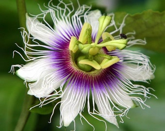 Passion Fruit   Purple Granadilla   Passiflora edulis   100 Seeds  USA Company