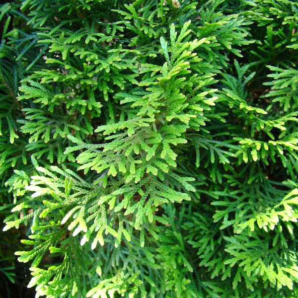 Northern White Cedar   Arborvitae   Thuja occidentalis   20 Seeds  USA Company