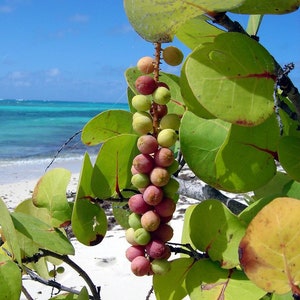 Raisin de mer Coccoloba uvifera 100 graines