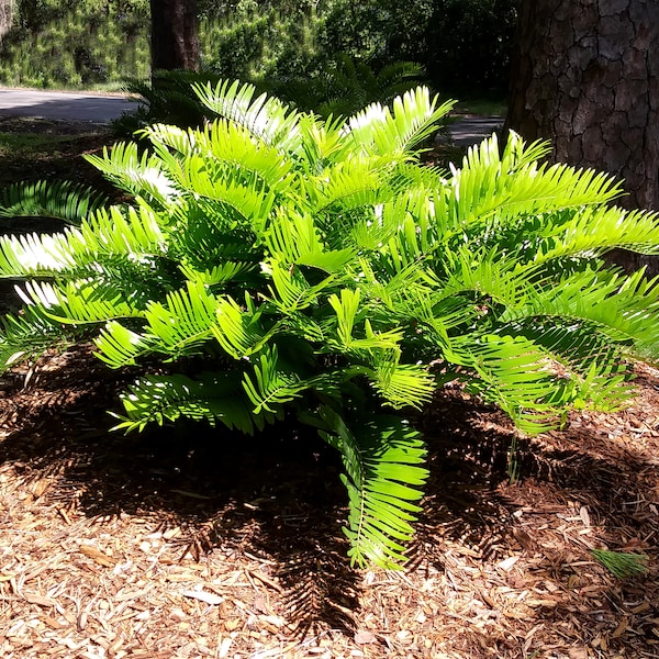 Coontie   Cycad   Zamia floridana  20 Seeds  USA Company