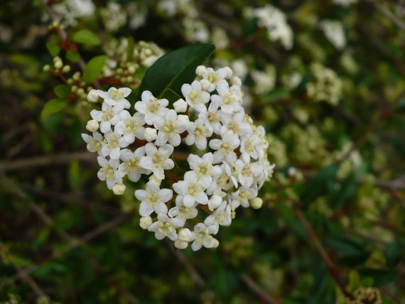 Viburnum obovatum WALTER'S VIBURNUM EVERGREEN SHRUB Seeds!