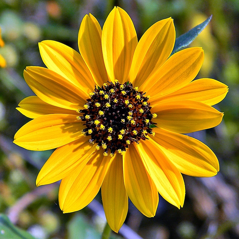 Beach Sunflower Helianthus Debilis 10 Seeds free US Shipping Etsy