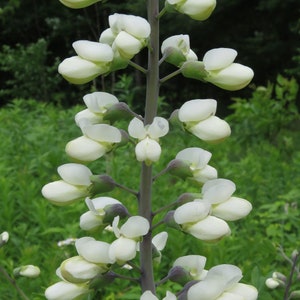 White Wild Indigo  Baptisia alba  200 Seeds  USA Company