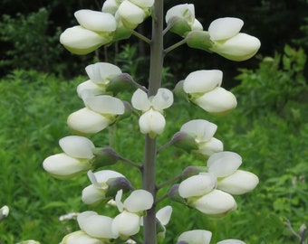 White Wild Indigo  Baptisia alba  200 Seeds  USA Company