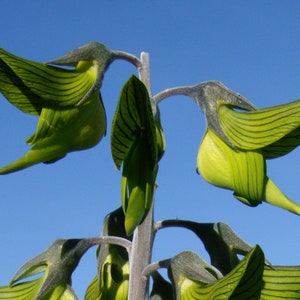 Green Birdflower   Crotalaria cunninghamii  5 Seeds  USA Company