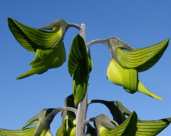 Green Birdflower   Crotalaria cunninghamii  5 Seeds  USA Company