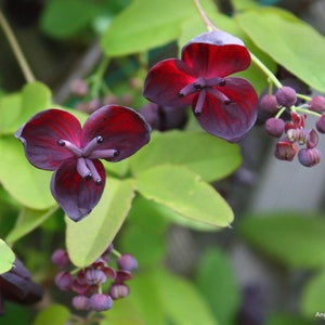 Chocolate Vine   Akebia quinata   20 Seeds  USA Company