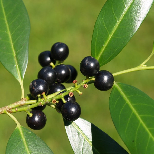 Cherry Laurel  20 Seeds  Prunus laurocerasus  USA Company