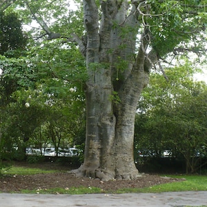 African Baobab Adansonia digitata 10 Seeds USA Company image 6