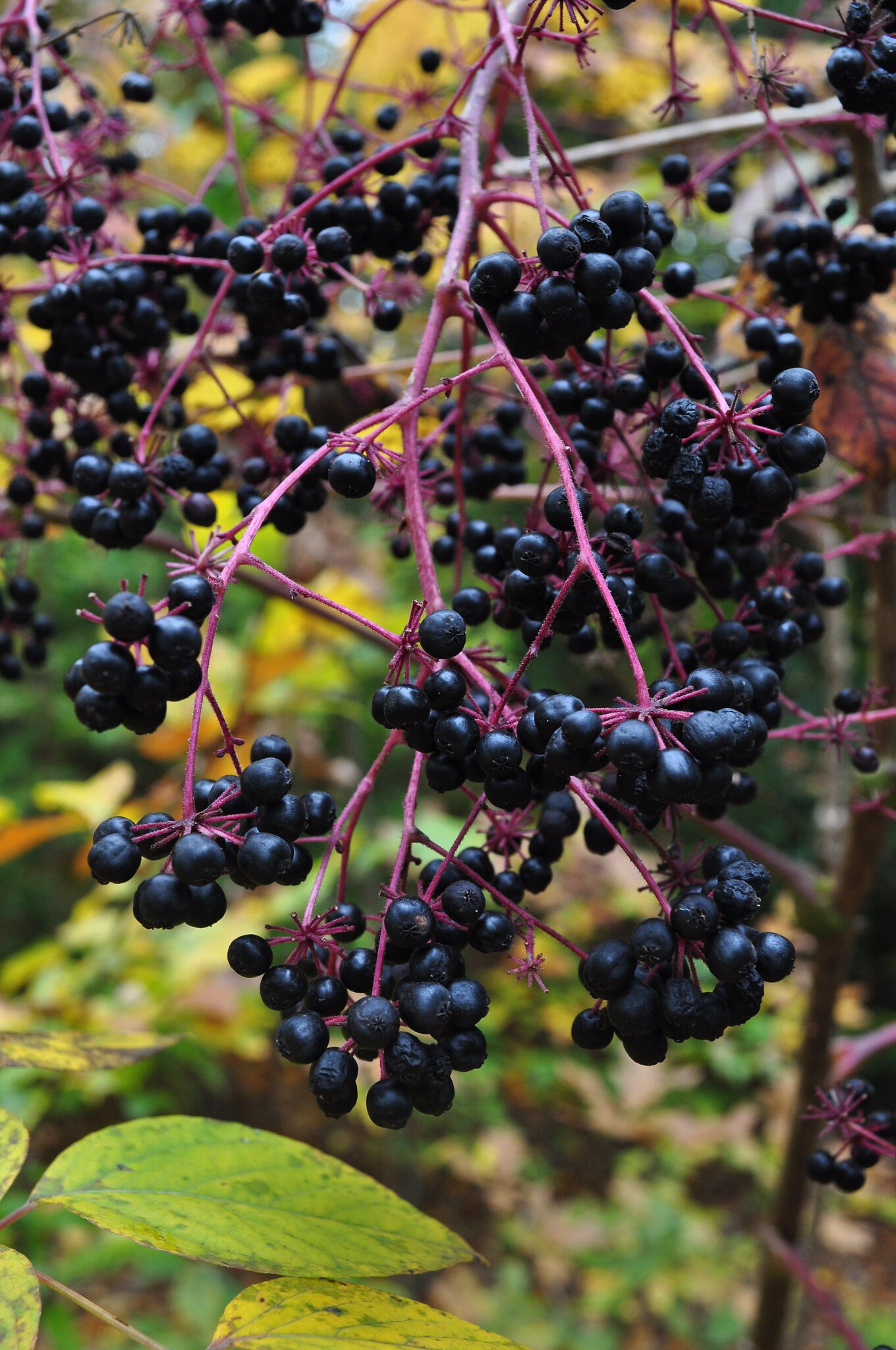 Devil's Walking Stick Aralia Spinosa 50 Seeds Etsy