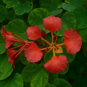 Red Orchid Tree Bauhinia galpinii 10 Seeds USA Company image 2