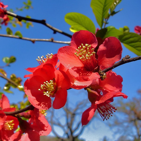 Japanese Quince   Chaenomeles japonica  50 Seeds  USA Company