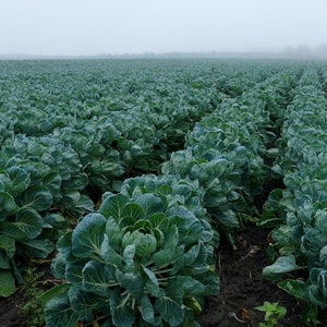 Brussels Sprouts   Brassica oleracea  500 Seeds