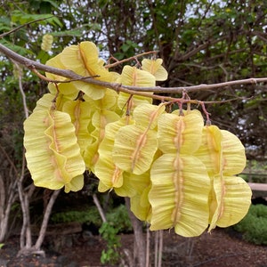 Jamaican Dogwood   Piscidia piscipula   20 Seeds